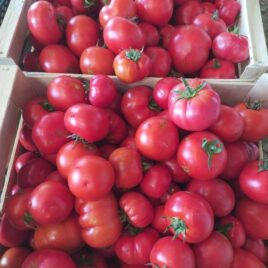 Tomates à coulis /Kg