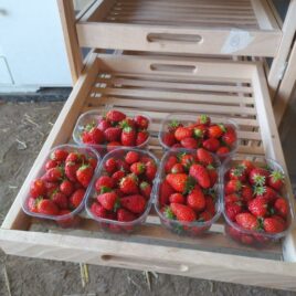Fraises  /250g