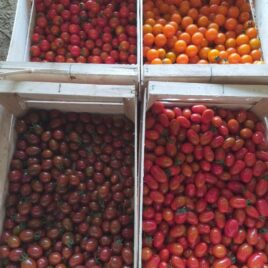 Tomates cerises /kg