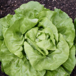 Salade /Pièce