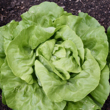 A beautiful head of lettuce still in the garden ready to be harvested
